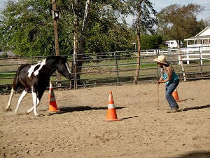 Summer Wind Ranch Horse Training